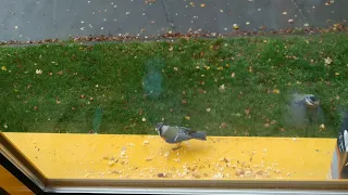 Vogel Essen brot