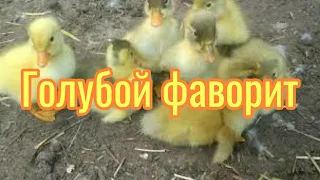 Голубой фаворит. Миф развеян. Утята породы Голубой Фаворит вывелись.