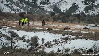 Yellowstone Bison Slaughter - Baby Killed With A Knife