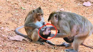 Baby monkey abused by big monkey by taking baby monkey from mother