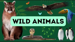 Wild Animals in English | English Vocabulary With Video Demonstrations (PART 2)