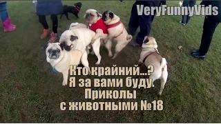 Смешные питомцы [Подборка приколов с животными №18] [Funniest Animal Fails Compilation 2016]