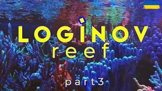 Loginov reef | part 3 | Корали та риба |   @aleksandrloginov2292 ​