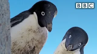 Bird steals Egg cam and films penguin colony | Spy in the Wild - BBC