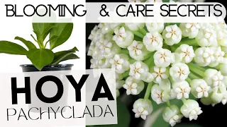 HOYA BLOOMING/ HOYA PACHYCLADA / CARE TIPS AND MORE!!