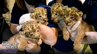 Meet the adorable 'Fab Four' lion cubs making their first public debut | Nightly News: Kids Edition