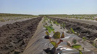 Полуниця технологія вирощування #1 🍓4 гектара Полуниці