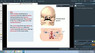 Embryology of Pharyngeal arches and Face (Part 2) - Dr. Ahmed Farid