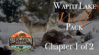 Yellowstone's Wolves in Winter - Spend a Day with the Wapiti Pack, Chapter 1 of 2 - December 2019
