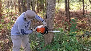 Working With The STIHL MS 251 Wood Boss (CHAINSAW)