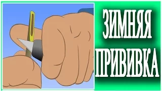 Зимняя прививка улучшенной копулировкой. Как вырастить саженцы?