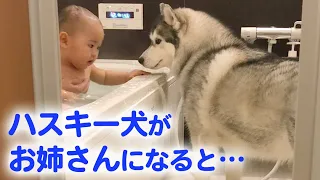 (ENG sub)Gentle Husky Dog Takes On Responsibility As Baby’s Protective Sister