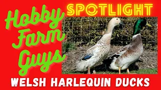 HFG Farm Animal Spotlight: Welsh Harlequin Ducks