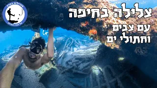 צלילה בחיפה - מטיילים בארץ