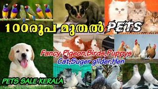 ❤️Bigg Sale Kerala🥰Pigeon💖Exotic Birds😍Puppys💞Cat💝Suger Glider🤗Exotic Pets Sale💙Low Rate Pets Sale