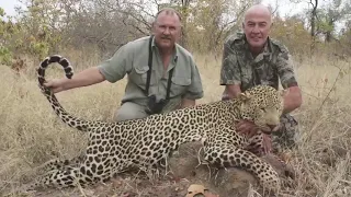 Leopard Hunting in Africa with blue-tick hounds