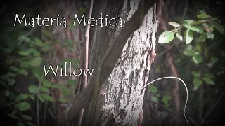 Materia Medica Willow Bark Decoction 17