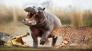 Cheetah And Hippo Vs Crocodile Fight In The Wild