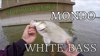 MONDO White Bass (Sand Bass) Crushing BIG SWIMBAITS! Fishing A SPILLWAY INLET!