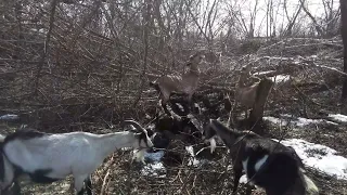 Не смогла достать послед у козы.