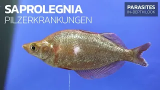 So Erkennen und Behandeln Sie Pilzinfektionen bei Fischen • Fischschimmel • Saprolegnia