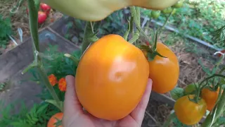 Минусинские сорта томатов на 2022 год/Minusinsk varieties of tomatoes