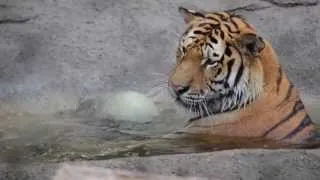 Tiger having a ball in a pool at Toledo Zoo