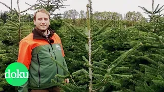 Woher kommt unser Weihnachtsbaum? | WDR Doku