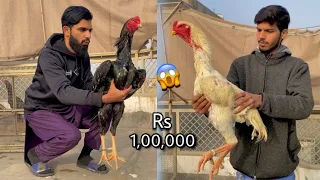 Most expensive Shamo Aseel murgay 😱 || Itnay baray Aseel murgay 😳