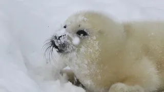 アザラシの赤ちゃんの雪遊び