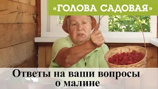 Голова садовая - Ответы на ваши вопросы о малине