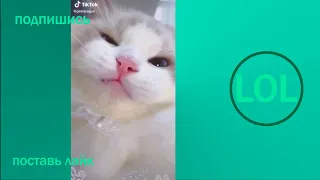 ПРИКОЛЫ В ТИК ТОК 😎 ЧУДИКИ ИЗ ТИК ТОК 😎 Top TikTok 2021  лучшие приколы 2021 funny videos 2021