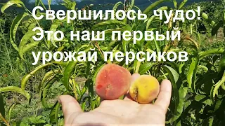 #235 Первый урожай наших персиков