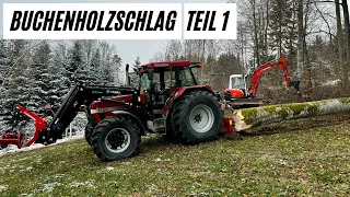 Holzschlag, grosse Buchen fällen mit Stihl ms 660. Rücken mit Case ih 5150 und Krpan Seilwinde.