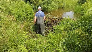 Expedition #31 | Beaver dam removal. Small river - big dam.