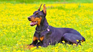 Доберман: особенности породы, дрессировка, заболевания. Собаки от А до Я (DOGS FROM A TO Z)