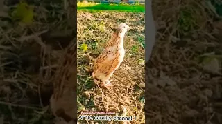 new female quail sound mada batair ki Awaz مادہ بٹیرکی آ واز صوت السمان للصيد