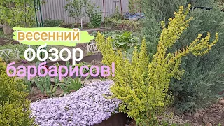 5 эффектных барбарисов в саду!