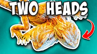 I Bought A Two Headed Bearded Dragon! Not Why You Think!