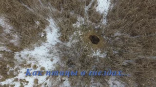 Загончик удался:) Wild boar hunting in the reeds.