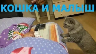 The cat first saw the baby. Acquaintance of a cat with a child