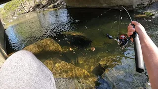 Hooked a Big Palomino / Golden Rainbow Trout!