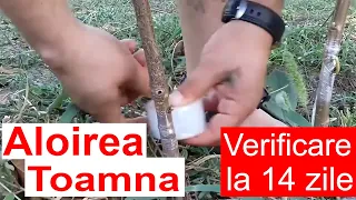 Altoirea de toamna - ochi dormind - cires - 2017- verificare dupa 2 sapatamani