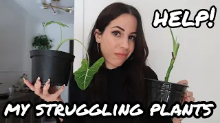 Plants I need HELP with! - My struggling houseplants