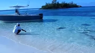 Shark feeding frenzy in shallow water..... !!!!