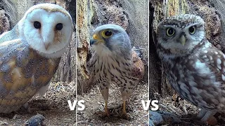Barn Owl vs Kestrel vs Little Owls: A Fight for a New Nest Box | Discover Wildlife | Robert E Fuller