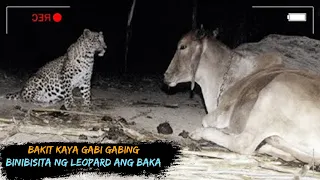 Gabi gabing binibisita ng Leopard ang Baka | Ikakagulat mo ang dahilan kung bakit nya ito ginagawa