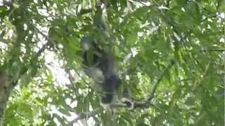 Zipline in Thailand with the Gibbons at Flight of the Gibbon