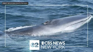 Endangered whale species finds home in waters off New York, New Jersey