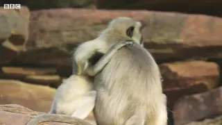 baby monkey falls and dies, the mother grieves